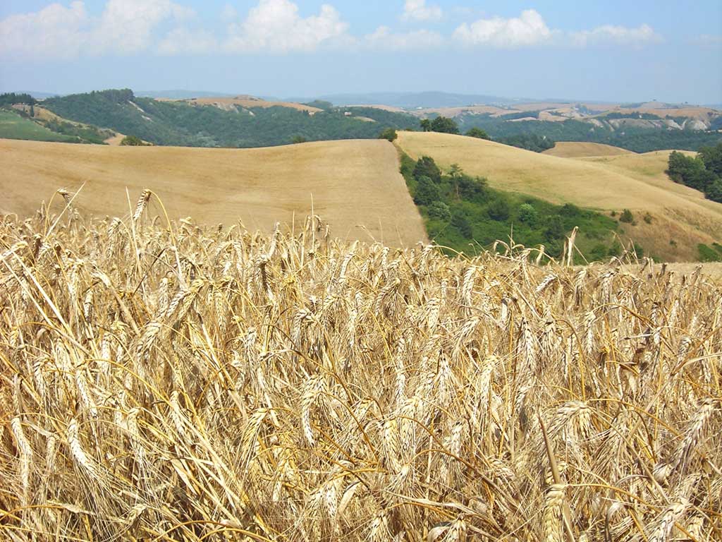 Grano Duro L Informatore Agrario