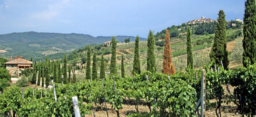 vigneto toscana