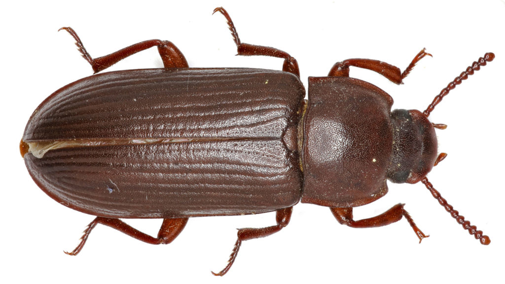 Mealworm Beetle on white Background - Tenebrio molitor (Linnaeus, 1758 ...