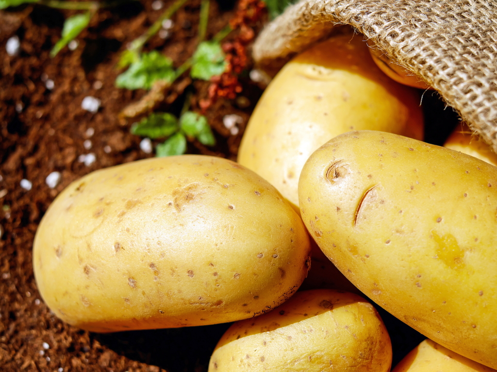 Patate dell'Emilia-Romagna: prezzo a 50 centesimi - L'Informatore Agrario