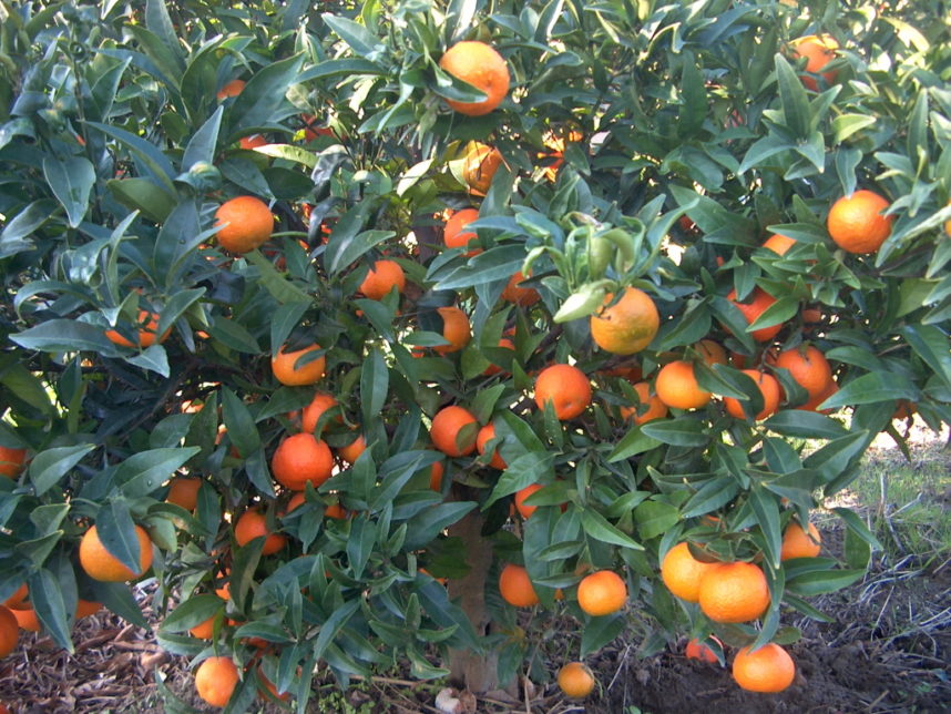 plant clementine