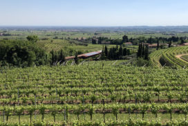 panorama vigneti