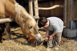 cavallo bambino