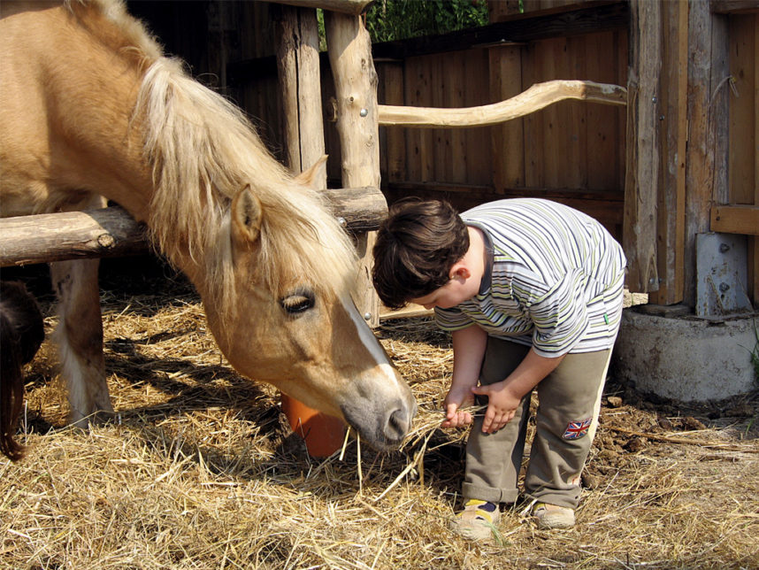 cavallo bambino - L'Informatore Agrario